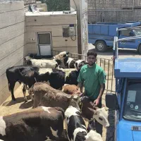 ۱۳راس گوساله  درجه یک زنجان