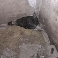 سلام بقلمون ماده و کوچ