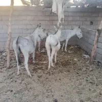 خر یا الاغ