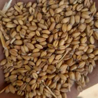 گندم قرجه گرفته فروشی