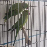 طوطی ملنگو
