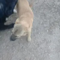 دو تا سگ نگهبان