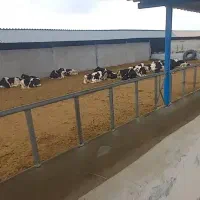 یک-هکتار-گاوداری-با-تمامی-امکانات
