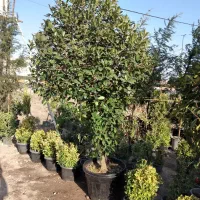 فروش گل و گیاه تعزینی برای تالار