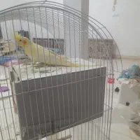 عروس هلندی|پرنده|رباطکریم, رباطکریم|دیوار