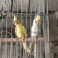 یک جفت عروس هلندی مولد امده به تخم