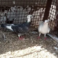 کبوتر