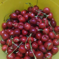 گیلاس تازه