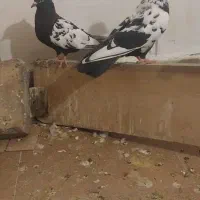 کفتر|پرنده|کرج, کمال‌شهر|دیوار
