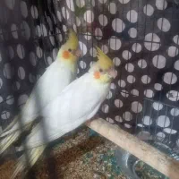 دوتا جوجه عروس هلندی