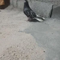 کوهی دمپاک نر