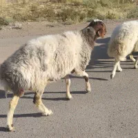 نر بره