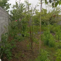 زمین۱۶۰متردرخ ساری،آزادی۹۷