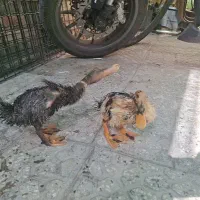 دو جوجه شیطون و تضمین شده اردک