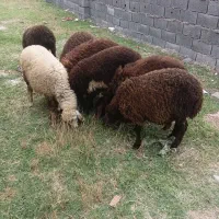 گوسفند|لوازم جانبی حیوانات|علی‌آباد کتول, |دیوار