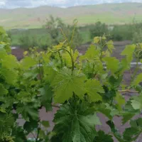 گەلا میوی ناسک و تازه