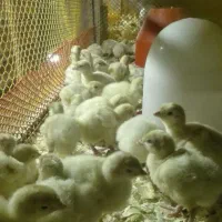 فروش بوقلمون بیوتی/ یکماهه یکروزه/خدمات|حیوانات مزرعه|تهران, فرودگاه مهرآباد|دیوار