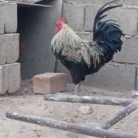 خروس|حیوانات مزرعه|درمیان, |دیوار