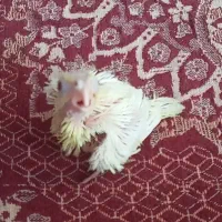 جوجه سرلاکی