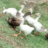 پنج عدد نیمچه غاز 5ماهه