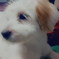 سگ ماده