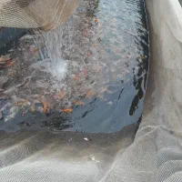 استخر ماهی( کله شیری،ینتی،قرمز)