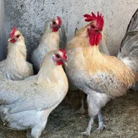 جوجه یک ماهه فیومی الیزه بسیار مناسب