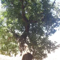 گردو خیس