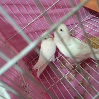 جفت کوتوله معاوضه با عروس هلندی و یا رنگ دیگه