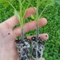 نشاگوجه بذر مارس قیمت عالی