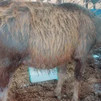 گاومیش نر اشفوگه گوساله گاو بز گوسفند