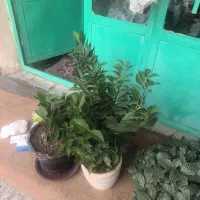 گل سرحال