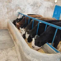 گوساله سیمینتال ۲۴۰کیلو