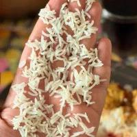 برنج طارم هاشمی فریدونکنار