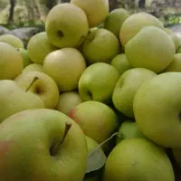 سیب قرمز و سیب زرد