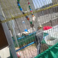 عروس هلندی