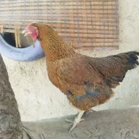 مرغ