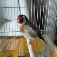 سهره