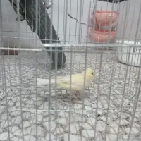 ماده قناری آماده