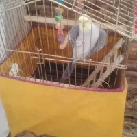 عروس هلندی نر سخن گو