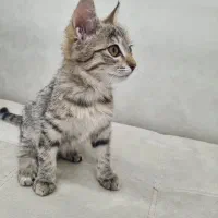 واگذاری بچه گربه