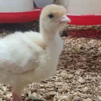 جوجه بوقلمون بیوتی سیکس /با تامین خوراک