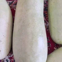هندوانه بالشتی