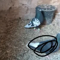 کبوتر