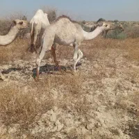 امیدیه