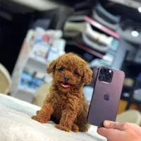 توی پودل مینیمال