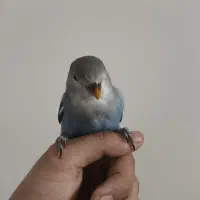 کوتوله دو ماهه رام اصلا گاز نمیگیره