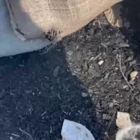 کارگر ساده اتباع و ایرانی