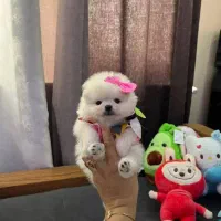 توله فسقلی بامزه