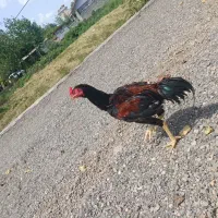 لاری